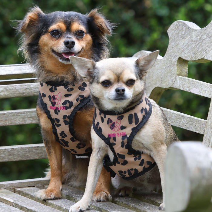 Digby & Fox Leopard Print Harness